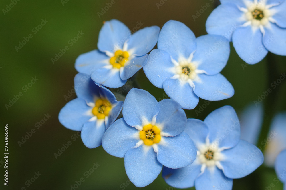 myosotis myosotis