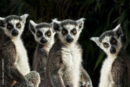 gruppe von Kattas (Lemur catta)