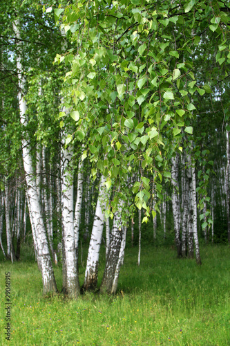 birch trees with young foliage #29068915