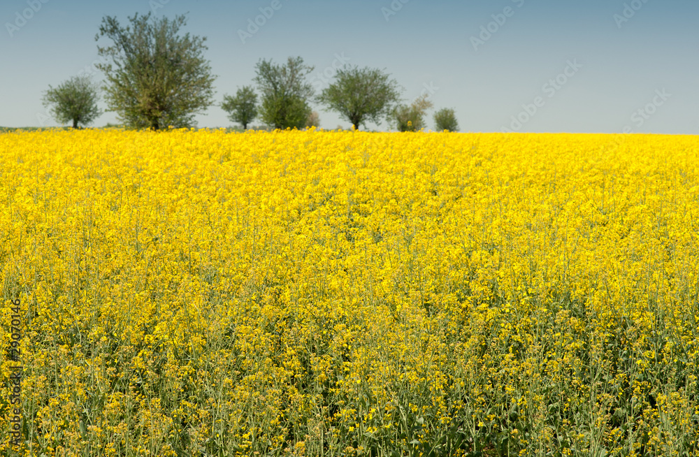 Field of oilseed rape