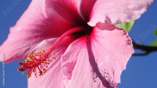 a pink hibiscum flower moved by the wind