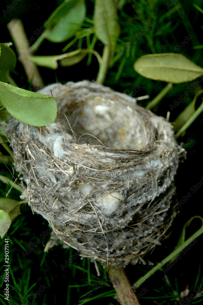 bird's nest in a tree bird's nest in a tree