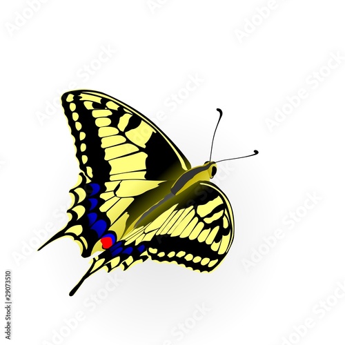 butterfly