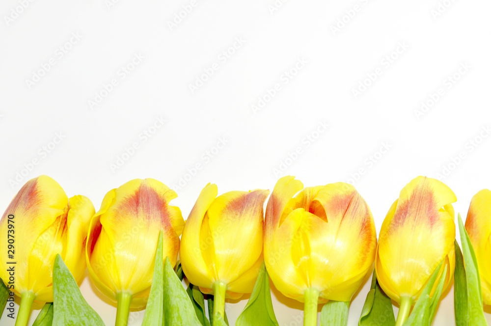 Obraz premium Blumen