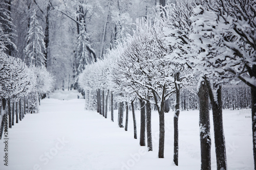 winter trees © yellowj