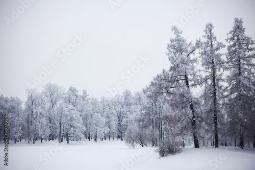 winter trees © yellowj