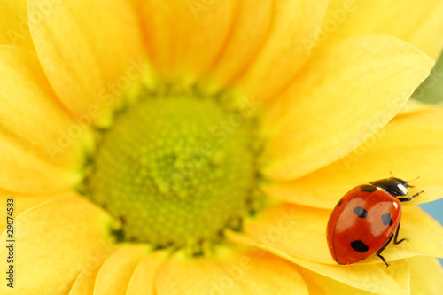ladybug on yellow flower