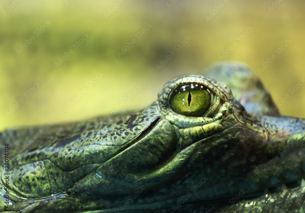 Fototapeta premium gavial crocodile