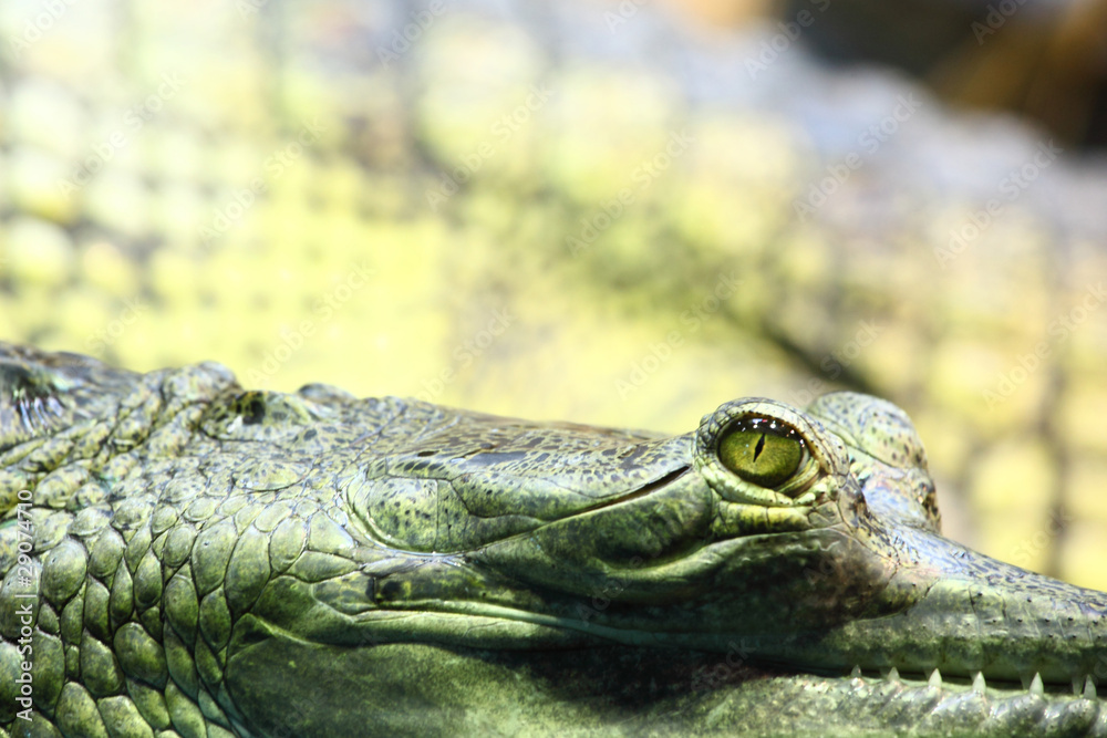 Fototapeta premium gavial crocodile