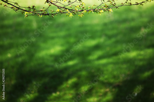 branches © yellowj