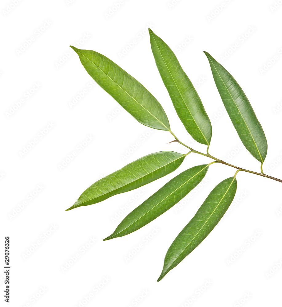 Branch isolated on white Branch isolated on white