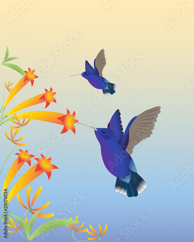 hummingbirds