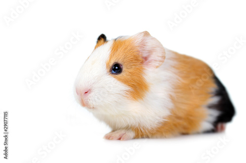 guinea pig