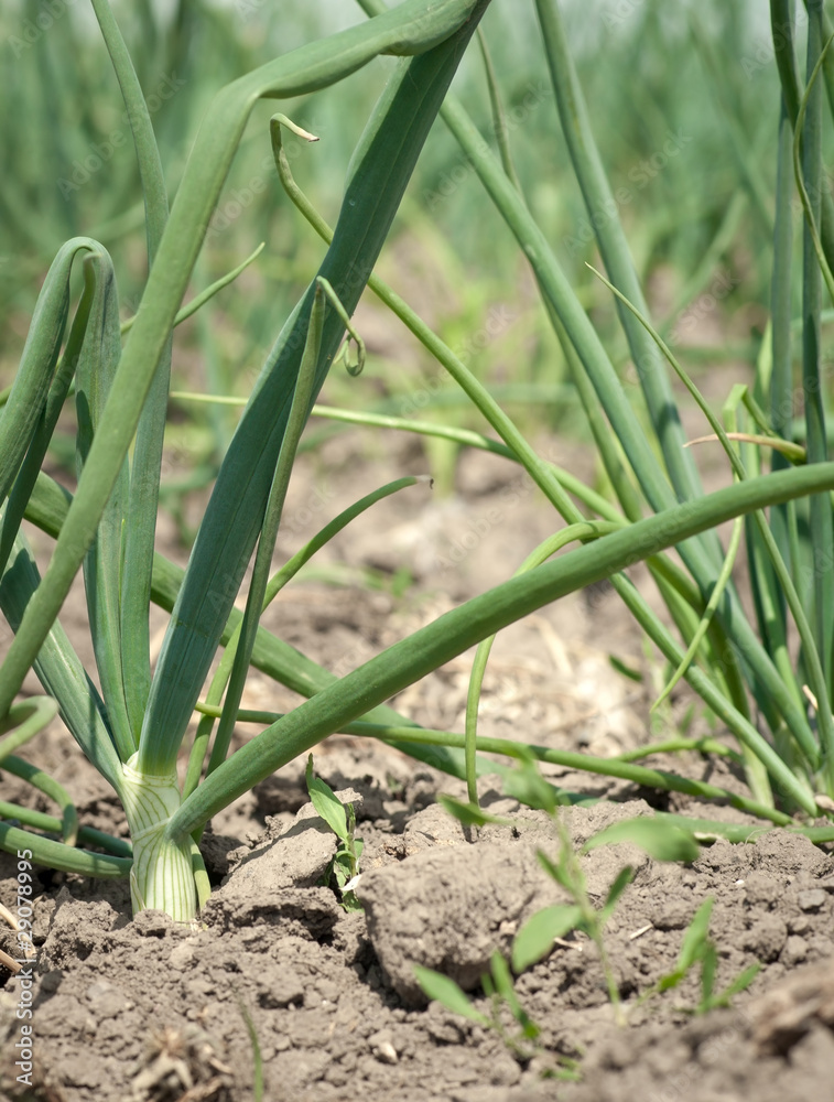 Obraz premium onion on the field