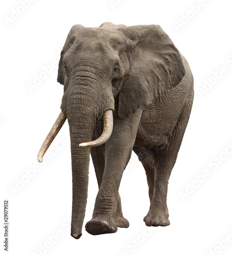 elephant approaching isolated