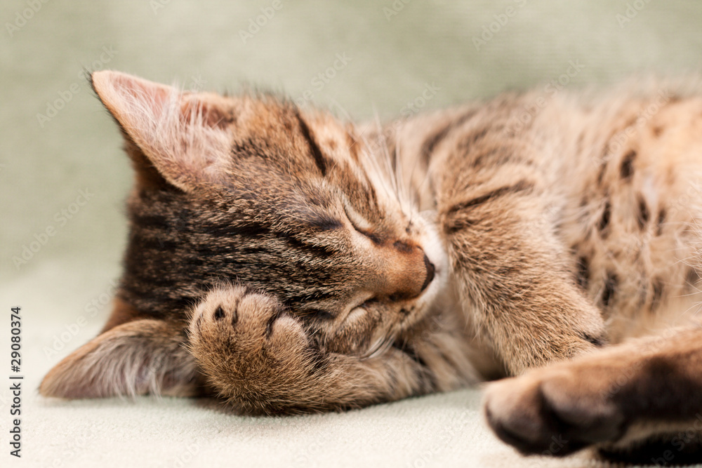 Tabby cat sleeps Tabby cat sleeps