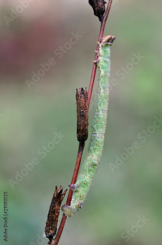 Raupe des Birkenspanners photo