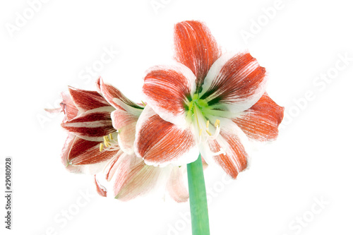 Fototapeta Naklejka Na Ścianę i Meble -  Blume tropisch