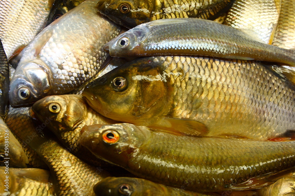 Freshly caught river fishes of various killifish species Freshly caught river fishes of various killifish species