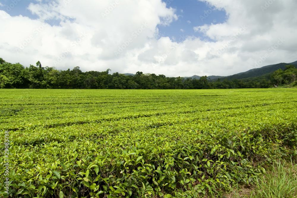 Teeplantage in Queensland, Australien