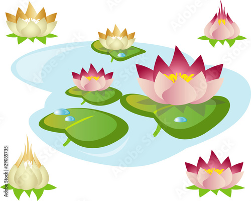 waterlily