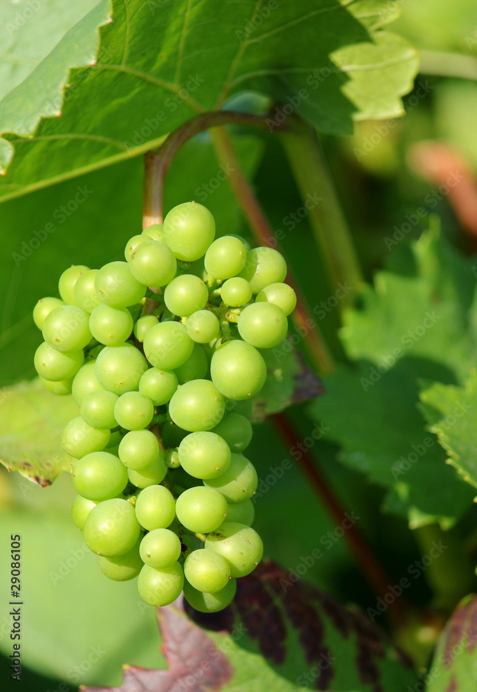 Sunny green grape