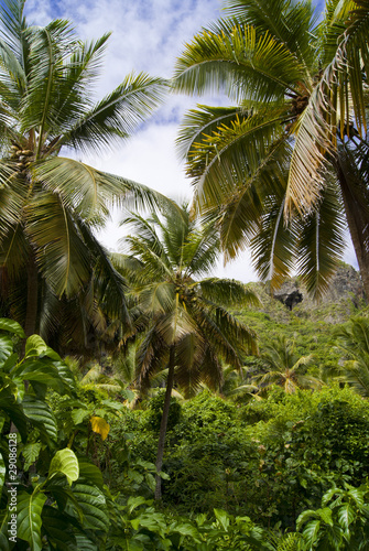 Tropical forest. Samana. Dominican republic