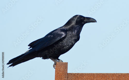 Wallpaper Mural Common Raven (Corvus corax). Torontodigital.ca