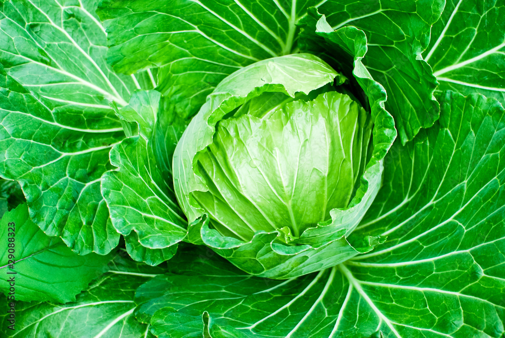 Obraz premium fresh green cabbage closeup