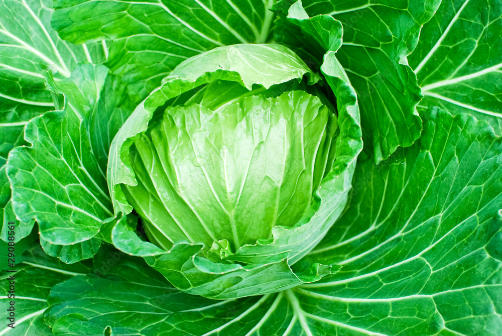 Fototapeta premium fresh green cabbage closeup