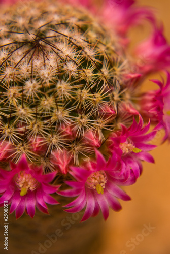 Pink Cactus Flowers