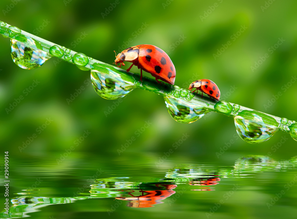 Fototapeta premium Two ladybugs running on fresh morning dew.