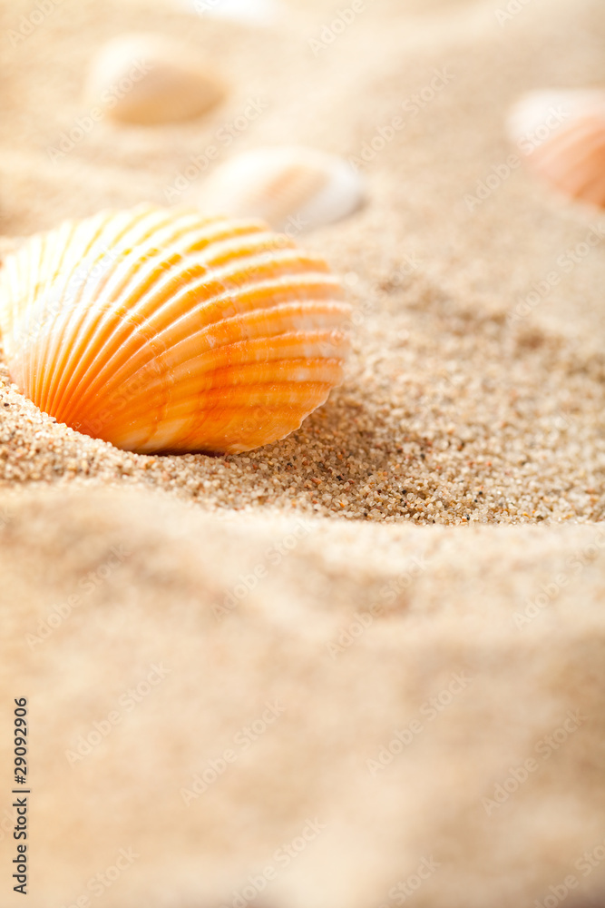 Shell on sand