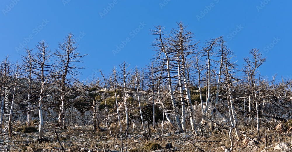 Forest landscape long after forest fire