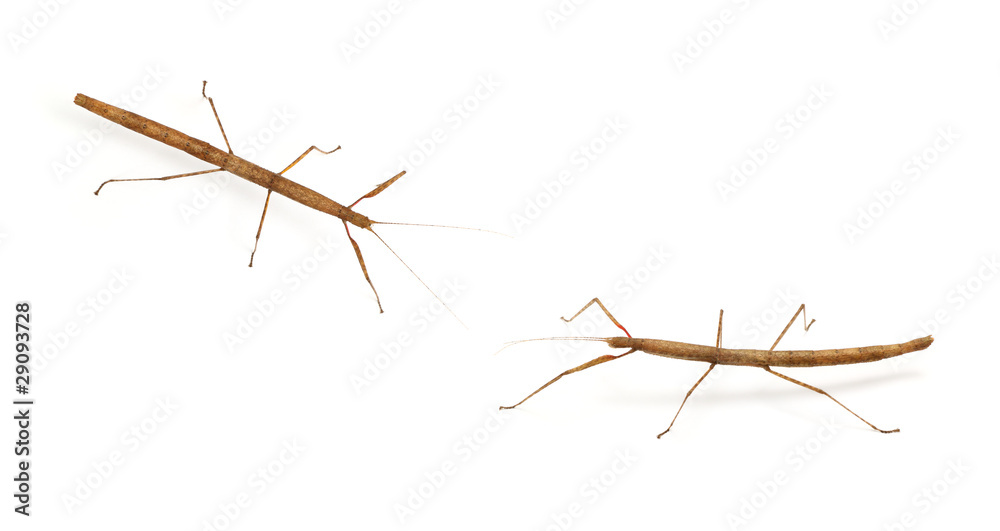 stick bug, insect stick bug, insect
