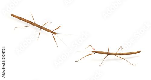 stick bug, insect