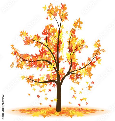 autumn tree leaves falling