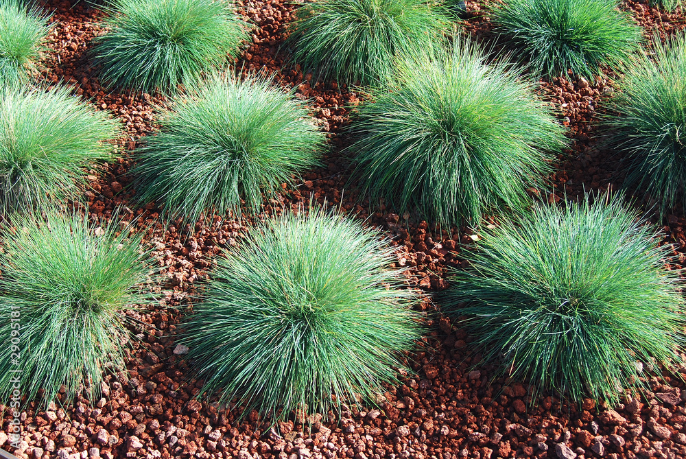 FESTUCA GLAUCA, FESTUCA AZUL O CASTAÑUELA AZUL FESTUCA GLAUCA, FESTUCA AZUL O CASTAÑUELA AZUL