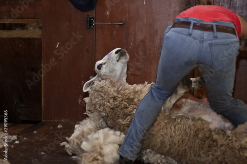sheep shearing
