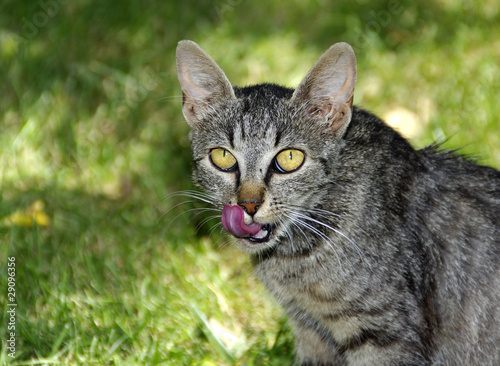 Wallpaper Mural cat tongue Torontodigital.ca