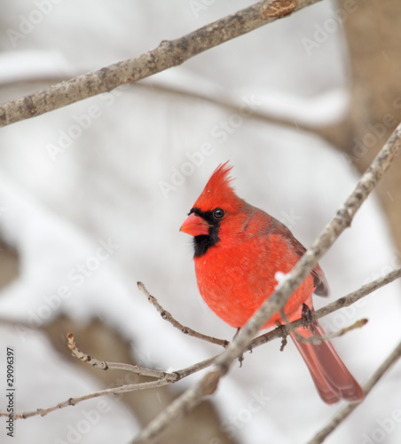 Northern Cardinal, Cardinalis cardinalis © chas53