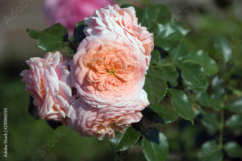 Garden rose photo