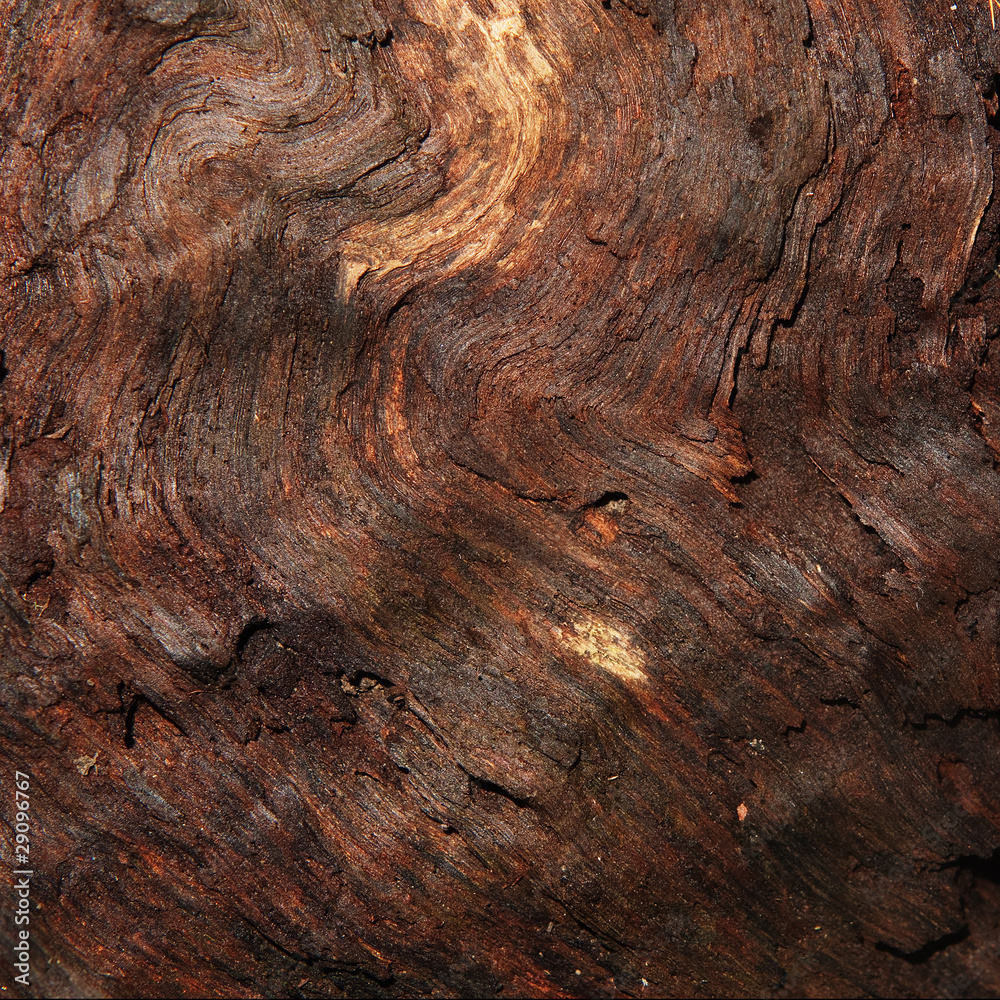 Naklejka premium Damp wood macro background