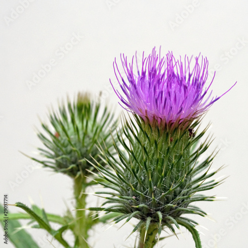 Mariendistel - Silybum marianum