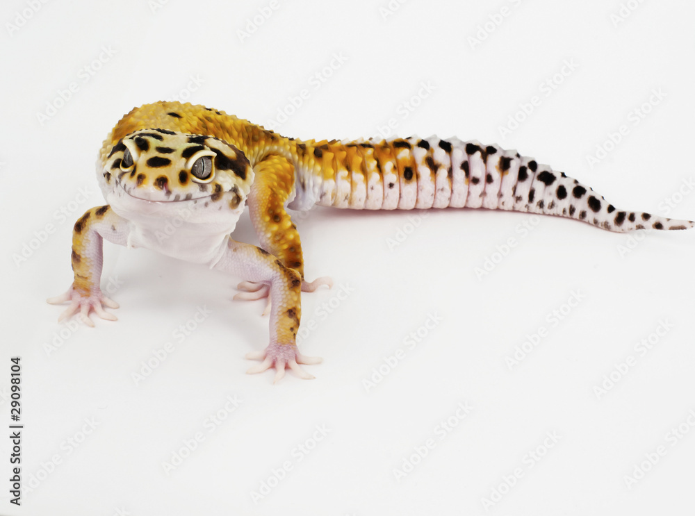 Naklejka premium leopard gecko