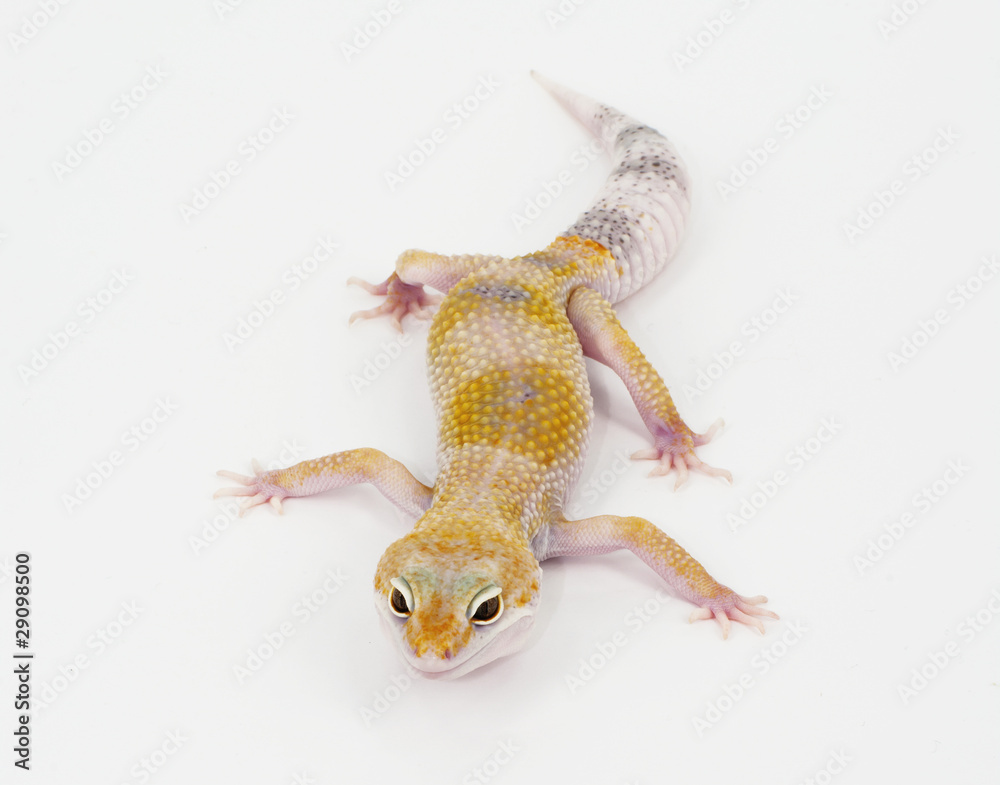 Fototapeta premium leopard gecko