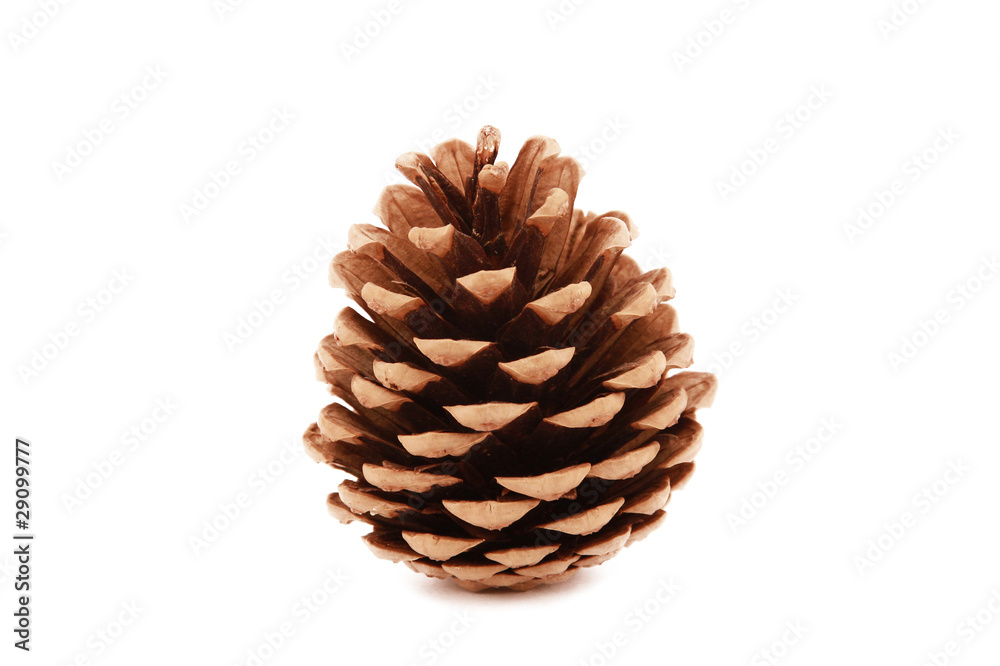 pinecone isolated pinecone isolated