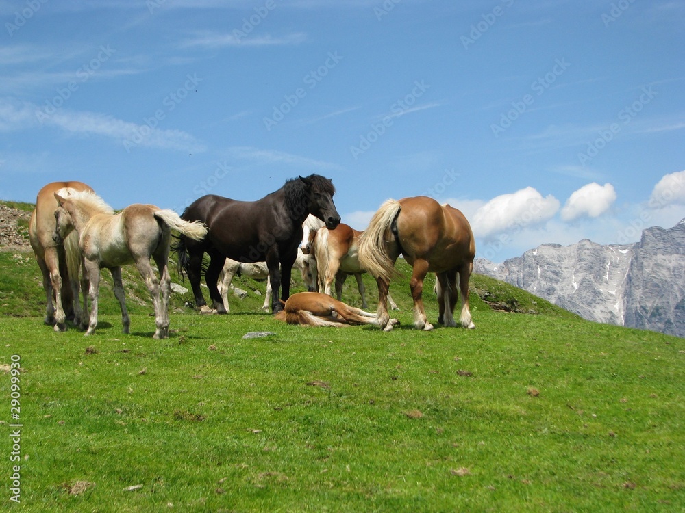 Horses in the meadow in Alps