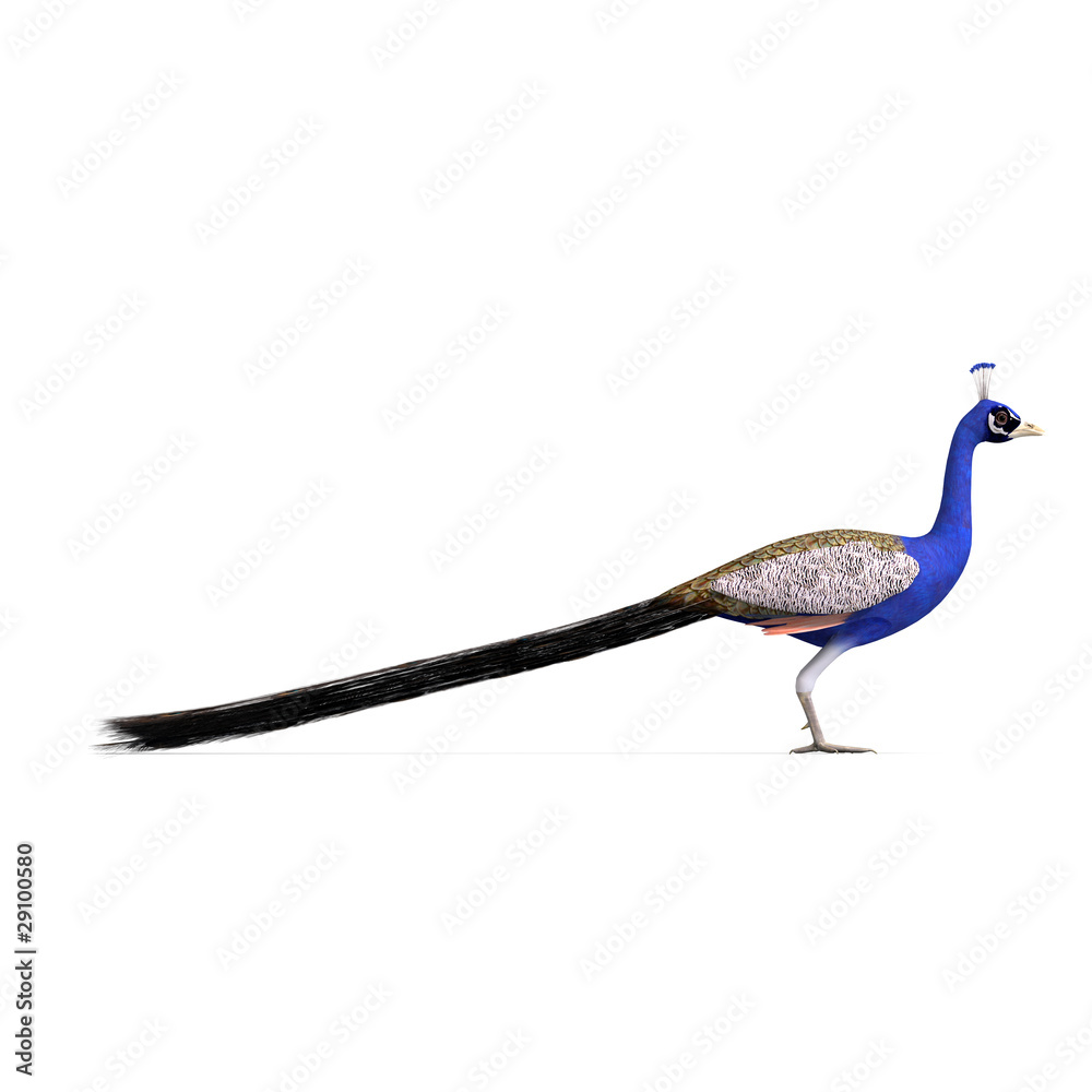 Fototapeta premium gorgeous male peacock. 3D rendering with clipping path and