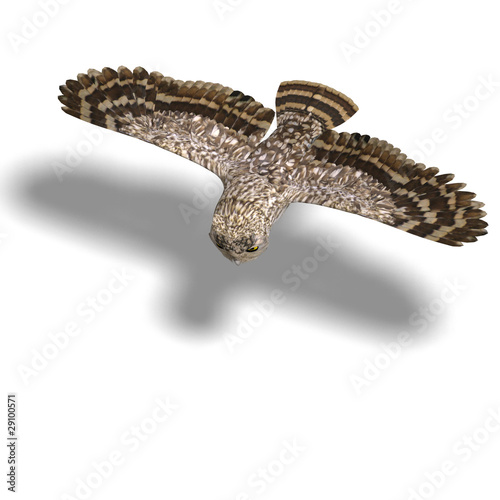 Little Owl Bird. 3D rendering with clipping path and shadow